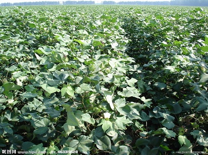 舊有轉(zhuǎn)化產(chǎn)業(yè)鏈倒轉(zhuǎn) 中國(guó)棉花逆襲